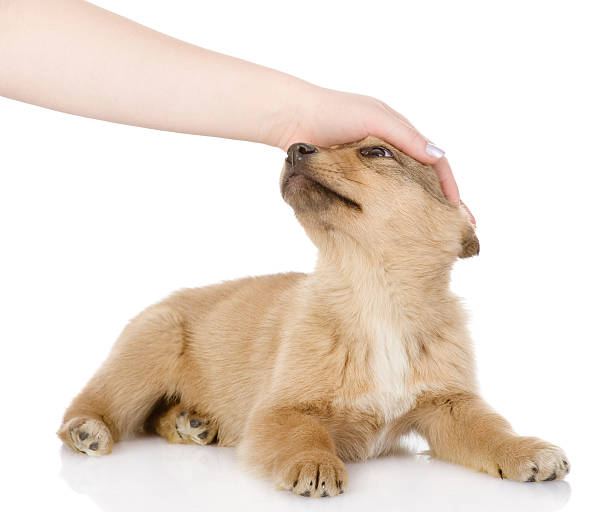 istock hand patting dog head. isolated on white background 531634106