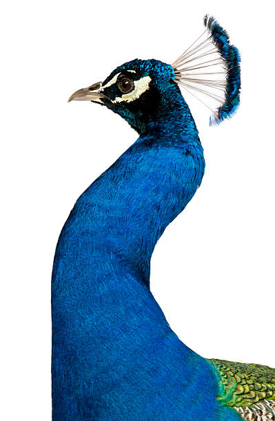 istock Peacock in front of white background 531634126
