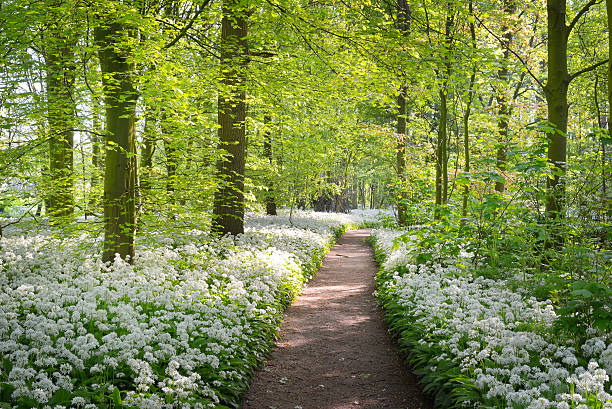 passerelle à travers une forêt printanière à fleurs blanches - field beauty in nature beautiful flower head photos et images de collection