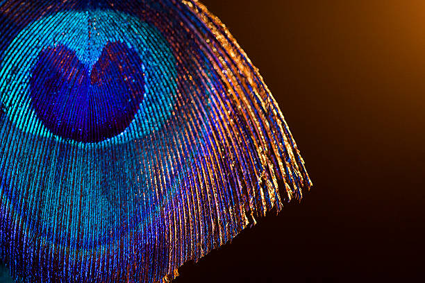 Peacock feathers stock photo