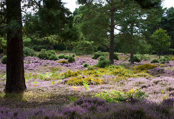 istock Carpet of heather, RSPB Minsmere, Dunwich, Suffolk 531642831