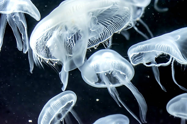 geleia de peixe - white spotted jellyfish fotos - fotografias e filmes do acervo