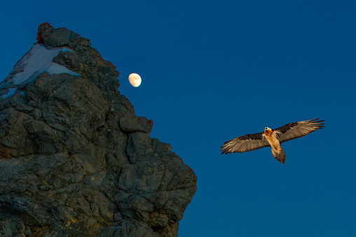 Gypaetus flying near a rock at dusk with the moon