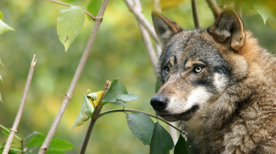 SONY DSCNames: Eurasian wolf, European grey wolf,  Common wolf, Middle Russian forest wolf