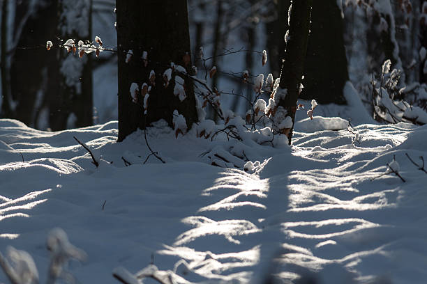 ramo di albero in un paesaggio nevoso - baumreihe foto e immagini stock