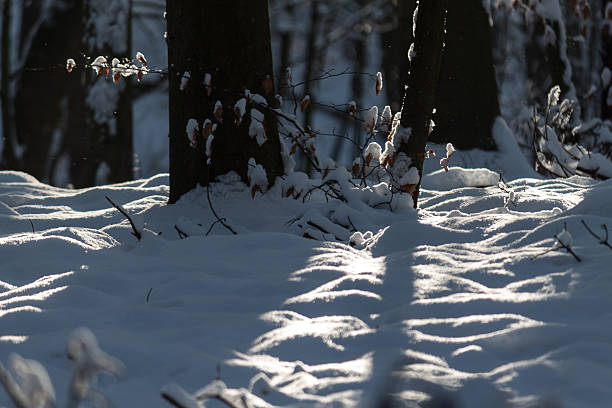 木の枝に園」の雪景色 - baumreihe ストックフォトと画像