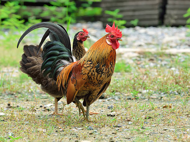 istock brightly colored cockerel in a field in springtime 531644285