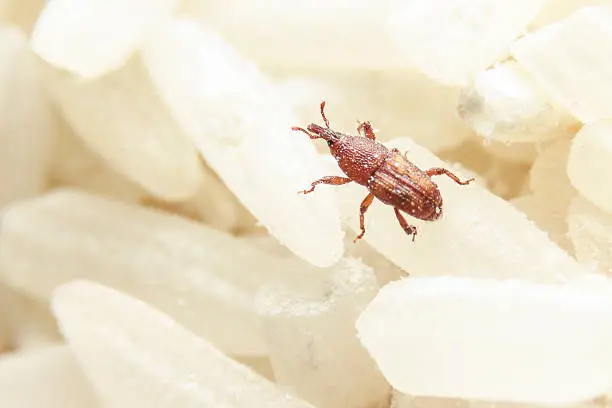 Rice weevil live in a bucket of rice .