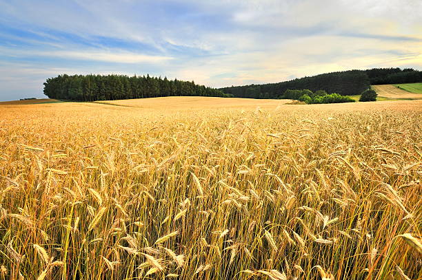 istock Countryside view of the meadows and cultivated fields 531644491