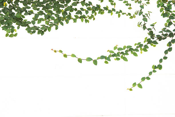 istock green ivy climbing fig isolated 531644565