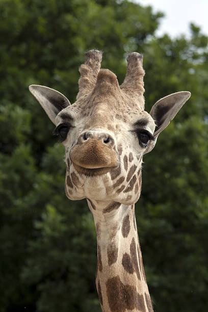 istock Portrait of a curiuos giraffe 531644717