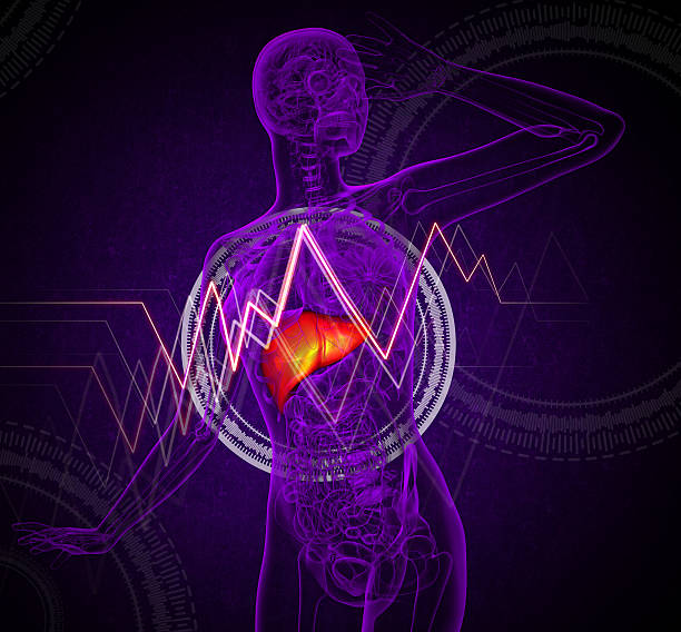 istock 3d render medical illustration of the liver 531645385