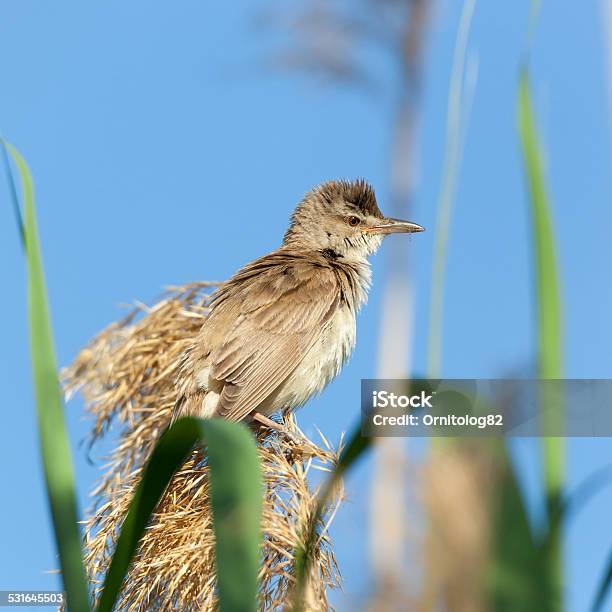 Great Reed Warbler Stock Photo - Download Image Now - Great Reed Warbler, 2015, Animal