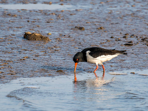 istock British Wildlife, Single Oystercatcher at the waters edge. 531655517