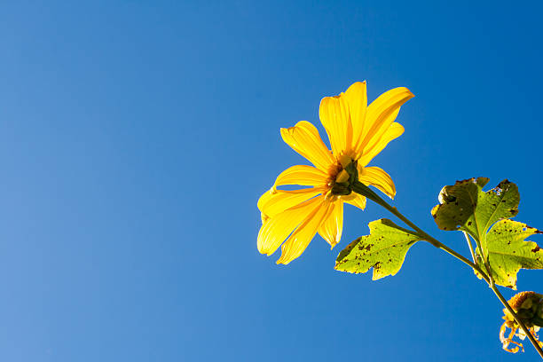 Tree marigold with bee, Mexican tournesol, Mexican sunflower wit stock photo