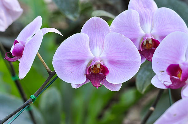 Purple vandia The close up of purple vandia orchids peacful stock pictures, royalty-free photos & images