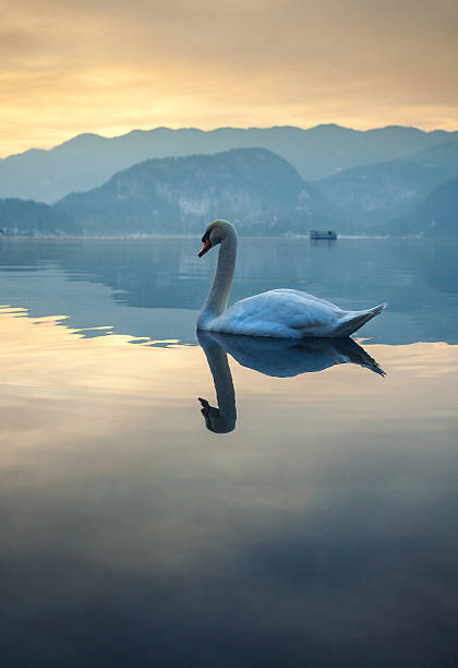 istock Swan on the lake 531656057