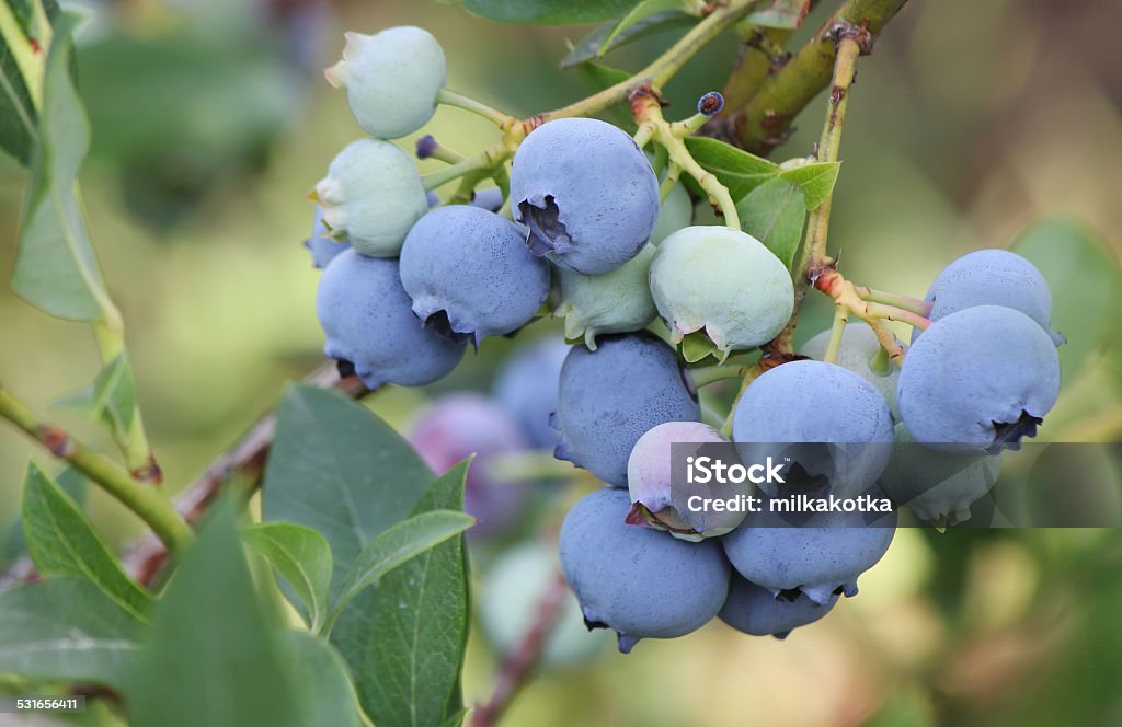 Large blue blueberries on a branch with leaves 2015 Stock Photo