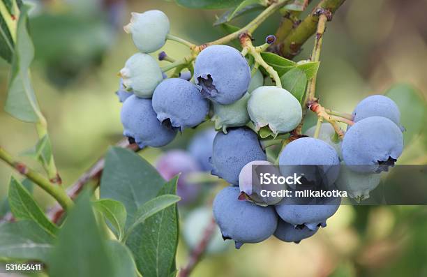 Large Blue Blueberries On A Branch With Leaves Stock Photo - Download Image Now - 2015, Antioxidant, Berry Fruit