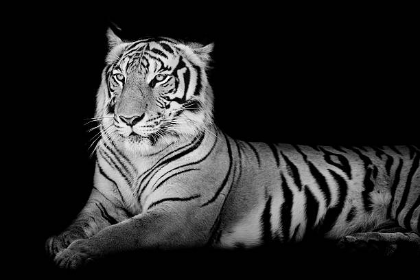 istock Black and White grand Tiger 531657101