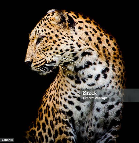 Side Of Leopard Stock Photo - Download Image Now - 2015, Africa, Animal