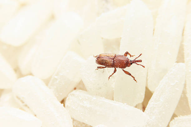 Rice weevil Rice weevil live in a bucket of rice . rice weevils sitophilus oryzae stock pictures, royalty-free photos & images