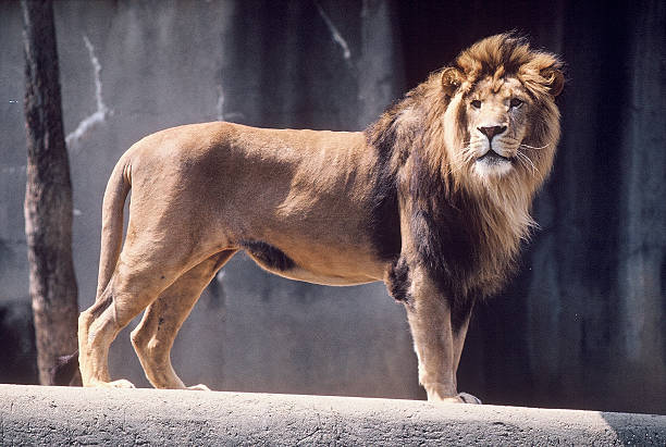 Lion Stock Photo - Download Image Now - Lion - Feline, Standing, Full  Length - iStock