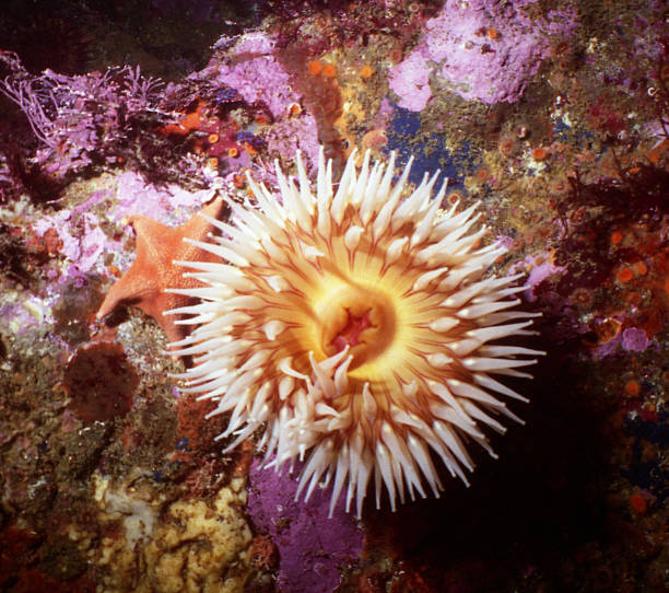 istock fish eating sea anemone 531658463