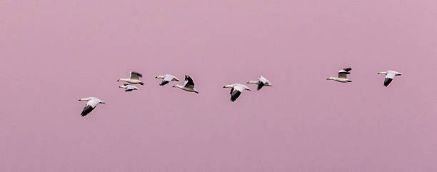 istock Snow Geese against Pink sky 531658559