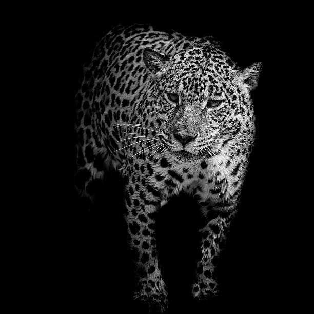 istock close up black and white Jaguar Portrait 531658749