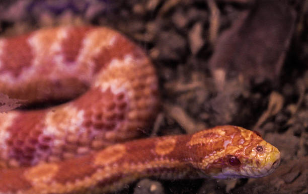 Corn Snake (Elaphe guttata) stock photo