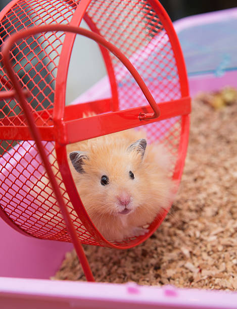 istock Close up of Hamster 531659395