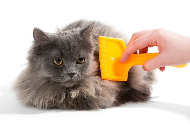istock Women's hand brushed  fluffy cat 531660591
