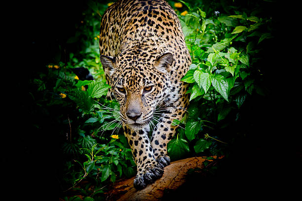 istock Jaguar walking in the forrest 531661641