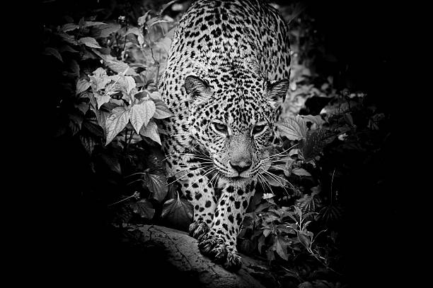 istock Black and white Jaguar walking in the forrest 531661645