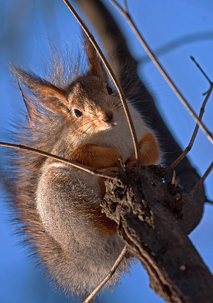 istock Squirrel on the tree against the blue sky 531662233