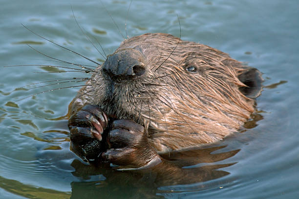 Close-up of beaver