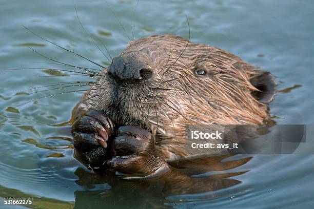 Closeup Of Beaver Stock Photo - Download Image Now - Beaver, Cute, Wood - Material