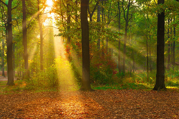 istock beautiful autumn forest lit by sunlight 531670011