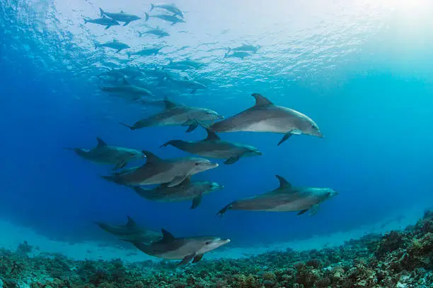 A large group of dolphins in the Red Sea.