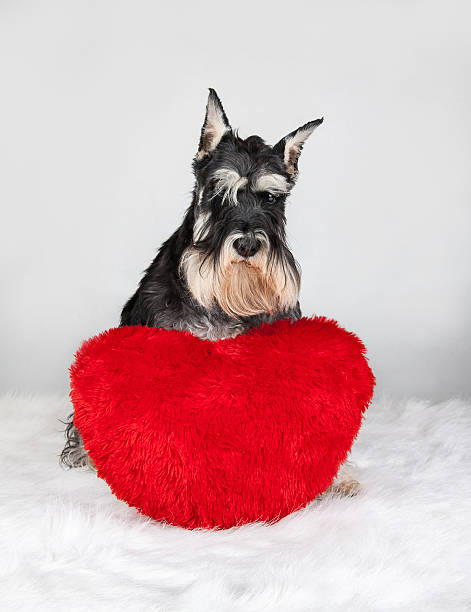 dia dos namorados schnauzer cão - male dog imagens e fotografias de stock