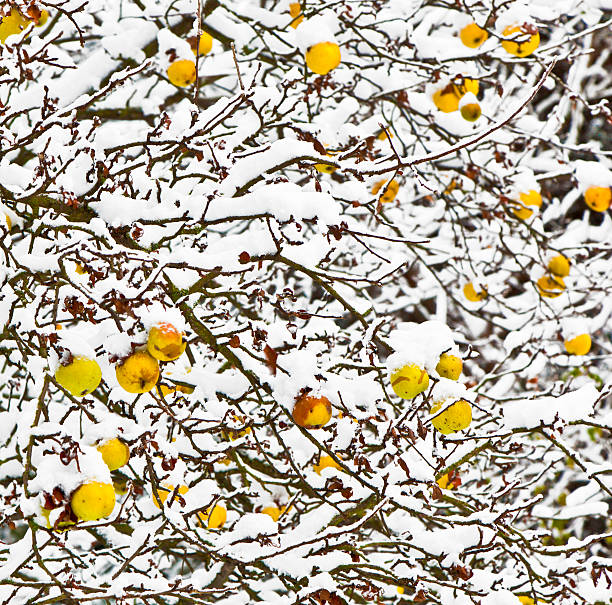 istock ripe apples are hanging on a branch 531671821