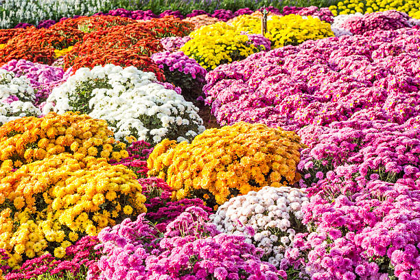 istock colorful flower in the garden 531671893