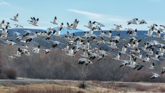 Flock of snow geese in Bosque Del Apache, New Mexico.