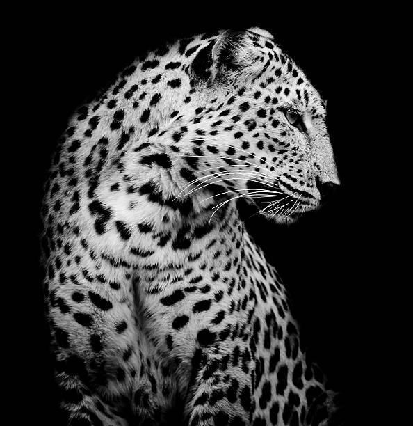 ブラックとホワイトのレオパード - leopard kruger national park south africa africa ストックフォトと画像