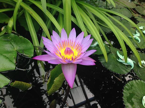 istock Blooming Purple Water Lily 531672925