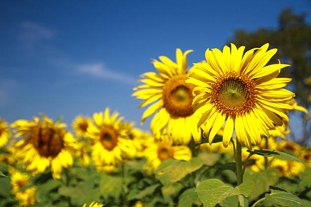 Sunflower field stock photo