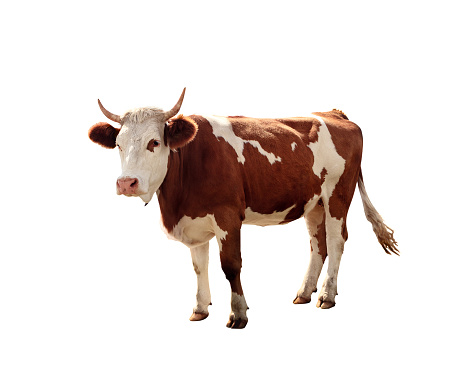 A cow toy isolated on a white background