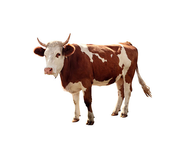 Vaca em fundo branco - fotografia de stock