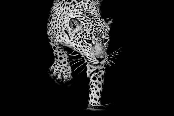 istock close up black and white Jaguar Portrait 531673533
